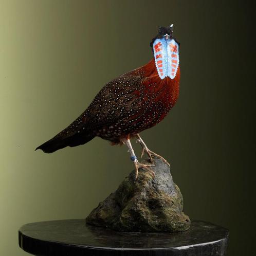 Satyr Tragopaan Taxidermie Opgezette Dieren By Max, Verzamelen, Dierenverzamelingen, Opgezet dier, Nieuw, Vogel, Ophalen of Verzenden
