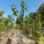 Kersenboom - Prunus Avium - Omtrek: 14-18 cm | Hoogte: 350 c, Ophalen of Verzenden