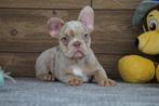 Prachtige raszuivere Franse bulldog pups, Dieren en Toebehoren, 15 weken tot 1 jaar, Buitenland, Parvo, Bulldog