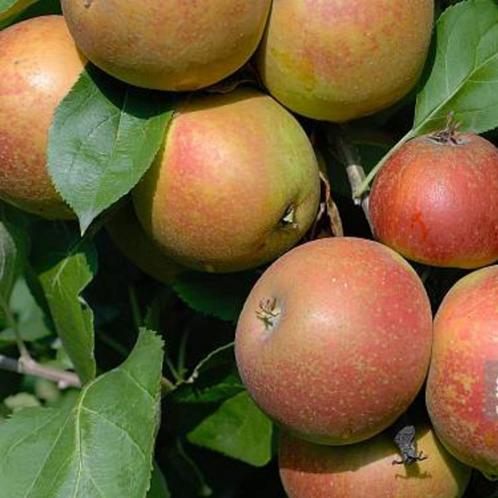 Appelboom - Goudreinet /Rode Boskoop - Omtrek: 14-18 cm | Ho, Tuin en Terras, Planten | Bomen, Ophalen of Verzenden