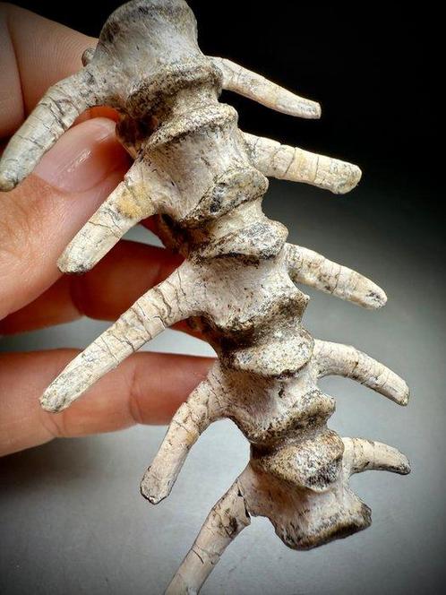 Zeldzame staartwervel met ribben van Psittacosaurus uit het, Verzamelen, Mineralen en Fossielen
