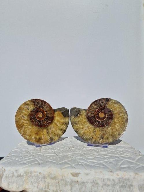 Ammoniet - Gefossiliseerde schelp - Aioloceras (Cleoniceras), Verzamelen, Mineralen en Fossielen