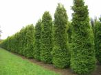 Westerse levensboom Thuja occidentalis Brabant Haag 200-225, Tuin en Terras, Planten | Struiken en Hagen