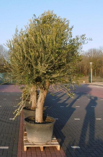 Olijfboom Olea stamhoogte 85 cm en boomhoogte 260 cm XXL beschikbaar voor biedingen