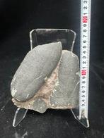 Dinosaurus - Gefossiliseerd ei - Oviraptor sp. - 18 cm - 21
