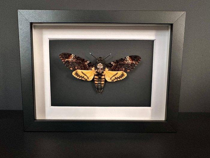 Mot Taxidermie volledige montage - Sphinx tête de mort -, Antiek en Kunst, Curiosa en Brocante