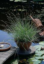 Blauwgras Sesleria nitida 5-10 Pot P9, Tuin en Terras, Planten | Tuinplanten