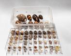 kleine en fijne Kauri-verzameling F+++/GEM Skelet - Cypraea, Nieuw