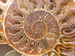 Ammoniet - Gefossiliseerd dier - Aioloceras (Cleoniceras)