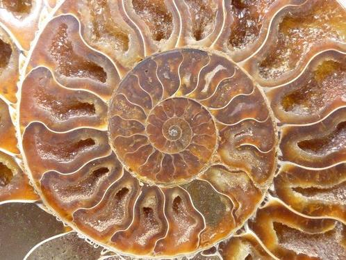 Ammoniet - Gefossiliseerd dier - Aioloceras (Cleoniceras), Verzamelen, Mineralen en Fossielen