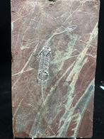 Fossiele plaatmatrix - Keichousaurus sp. - 26 cm - 15.5 cm