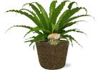 Asplenium Osaka - Ø17cm - 40cm + Selin Pot D18x16cm - Black, Verzenden