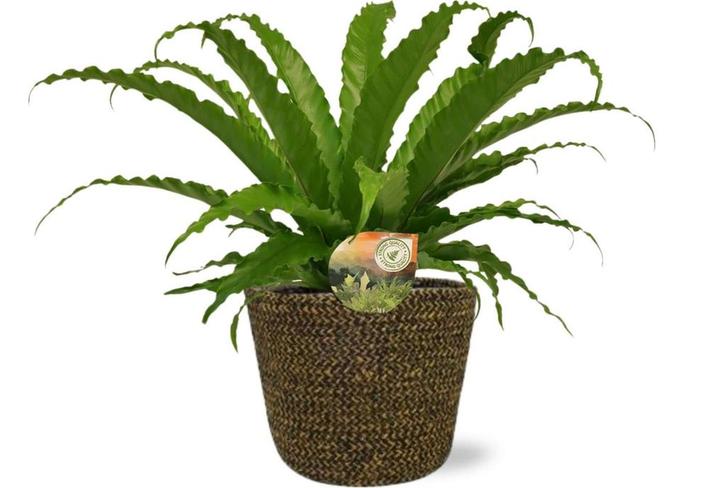 Asplenium Osaka - Ø17cm - 40cm + Selin Pot D18x16cm - Black, Tuin en Terras, Bloembollen en Zaden, Verzenden