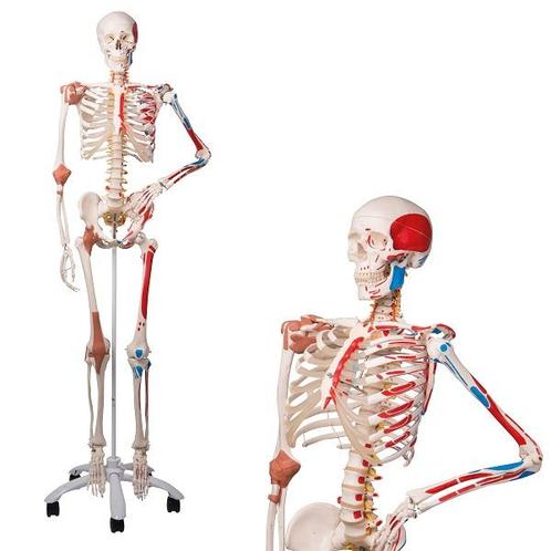 Anatomie model menselijk skelet met spieren en ligamenten, Sport en Fitness, Overige Sport en Fitness, Nieuw, Verzenden