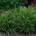 Carex morrowii ‘Ice Dance’ - Potmaat 9x9 cm, Tuin en Terras, Ophalen of Verzenden