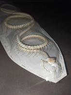 Chinese rat snake Volledig skelet met schedel - Ptyas korros, Antiek en Kunst