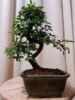 Chinese iep bonsai (Ulmus parviflora) - Hoogte (boom): 20 cm