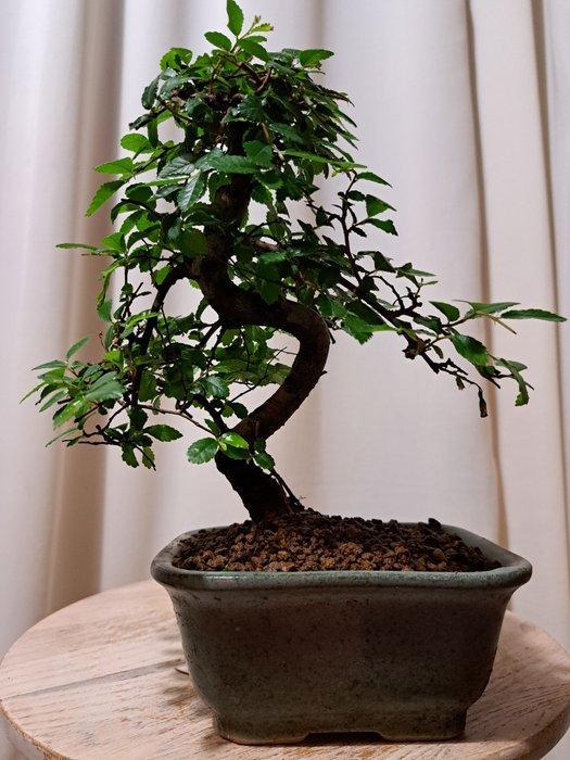 Chinese iep bonsai (Ulmus parviflora) - Hoogte (boom): 20 cm, Antiek en Kunst, Curiosa en Brocante