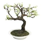 Prunus Bonsai in crème keramische pot 62x50x30cm, Huis en Inrichting, Nieuw, Ophalen of Verzenden