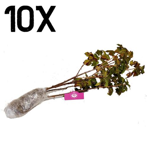 aalbes Ribes nigrum Titania zwart 10 stuks, Tuin en Terras, Planten | Fruitbomen, Halfschaduw, Verzenden