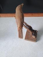 Melverschomer Taxidermie volledige montage - Acrocephalus, Nieuw