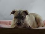 Old English Bulldog pups! | Mogen mee! | Hartelijk Welkom., Parvo, Nederland, 8 tot 15 weken, Bulldog