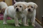 Blonde Labrador Pups - Kies zorgvuldig / Kies met Stamboom., Dieren en Toebehoren, Honden | Retrievers, Spaniëls en Waterhonden