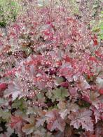 Heuchera mic. Chocolate Ruffles  - Purperklokje, Overige soorten, Vaste plant, Verzenden, Halfschaduw