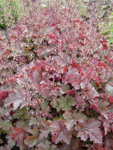 Heuchera mic. Chocolate Ruffles  - Purperklokje, Tuin en Terras, Planten | Tuinplanten, Overige soorten, Vaste plant, Halfschaduw
