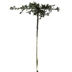 Dakmoeraseik - Quercus Palustris - Kruisdak | omtrek: 10-14, Ophalen of Verzenden
