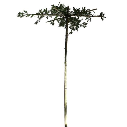 Dakmoeraseik - Quercus Palustris - Kruisdak | omtrek: 10-14, Tuin en Terras, Planten | Bomen, Ophalen of Verzenden