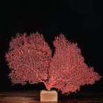 Prachtige Gorgonia-koraal - Rood Gorgonia op houten basis -, Nieuw