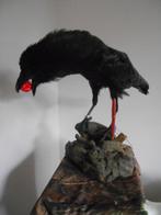 Kraai Taxidermie volledige montage - Grand Corbeau Corvus