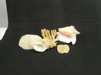 Schelpen, slakken en koralen collectie Taxidermie, Nieuw