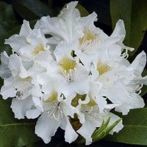 Rhododendron Cunningshams White beschikbaar voor biedingen