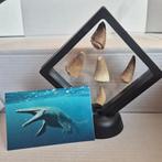 Dinosaurus Tand - Mosasaurus - 11 cm - 5 cm - 11 cm - (5), Nieuw