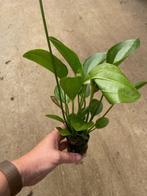 Echinodorus Harbich (Aquariumplanten, Aquarium producten), Dieren en Toebehoren, Vissen | Aquaria en Toebehoren, Verzenden, Nieuw