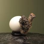 Struisvogel in Ei Taxidermie Opgezette Dieren By Max, Ophalen of Verzenden, Nieuw, Vogel, Opgezet dier