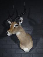 Impala Taxidermie wandmontage - Aepyceros melampus - 35 cm -, Verzamelen, Dierenverzamelingen, Nieuw