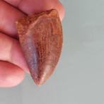 Dinosaurus - Fossiele tand - Carcharodontosaurus sp. - 50 mm