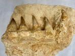 Mosasaurus - Fossiele tanden - mosasaurus - 23 cm, Verzamelen, Mineralen en Fossielen
