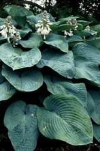 Hartlelie Hosta sieboldiana Elegans 5-10 Pot P9