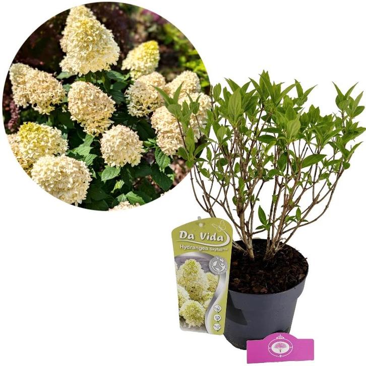 Hydrangea paniculata Skyfall + pot 19cm, Tuin en Terras, Planten | Tuinplanten, Verzenden