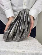 Orthoceras - Gefossiliseerd dier - 30 cm - 17 cm (Zonder, Verzamelen