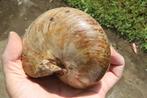 Nautilus - Gefossiliseerd dier - 12 cm, Verzamelen