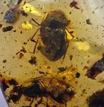 Birmese barnsteen - Barnsteen - tricoptera/coleottero