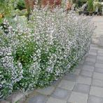 Calamintha nepeta Nepeta - Potmaat 9x9 cm, Tuin en Terras, Ophalen of Verzenden