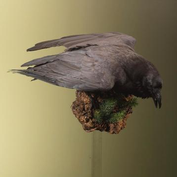 Raaf Taxidermie Opgezette Dieren By Max beschikbaar voor biedingen