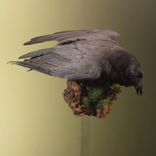 Raaf Taxidermie Opgezette Dieren By Max, Verzamelen, Dierenverzamelingen, Opgezet dier, Nieuw, Vogel, Ophalen of Verzenden