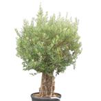 Olijfboom - oude grillige stam - Omtrek: 70-80 cm | Hoogte:, Ophalen of Verzenden